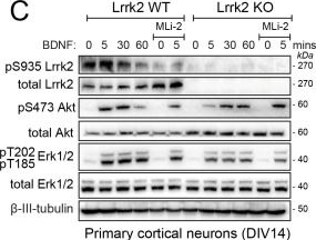 Fig.4.C showing Western Blotting in a Mus musculus (House mouse) sample from the publication: LRRK2 regulates synaptic function through modulation of actin cytoskeletal dynamics.