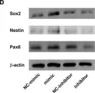 Fig.2.D showing Western Blotting from the publication: MicroRNA-582-5p Contributes to the Maintenance of Neural Stem Cells Through Inhibiting Secretory Protein FAM19A1.