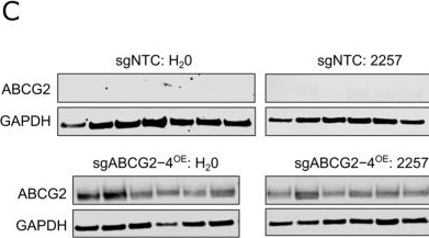Fig.6.C showing Western Blotting in a Homo sapiens (Human) sample from the publication: Genome-Wide CRISPR Screens Identify ABCG2-Mediated Drug Resistance to the Threonine Tyrosine Kinase (TTK) Inhibitor CFI-402257 in Breast Cancer.