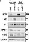 Fig.7.C showing Western Blotting from the publication: Transcription Factor NRF2 Participates in Cell Cycle Progression at the Level of G1/S and Mitotic Checkpoints.
