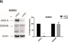 Fig.3.B showing Western Blotting from the publication: A Transcriptional Link between HER2, JAM-A and FOXA1 in Breast Cancer.