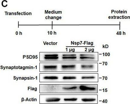 Fig.1.C showing Western Blotting in a Homo sapiens (Human) sample from the publication: SARS-CoV-2 Nsp7 plays a role in cognitive dysfunction by impairing synaptic plasticity.