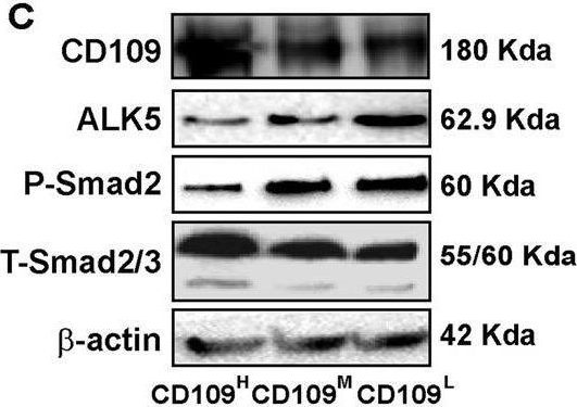 Fig.2.C showing Western Blotting from the publication: CD109 acts as a gatekeeper of the epithelial trait by suppressing epithelial to mesenchymal transition in squamous cell carcinoma cells in vitro.