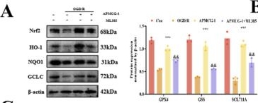 Fig.5.A showing Western Blotting from the publication: APMCG-1: a mountain-cultivated ginseng-derived glycopeptide alleviates cerebral ischemic injury by resisting oxidative stress, ferroptosis and inflammation via the Nrf2 signaling pathway.