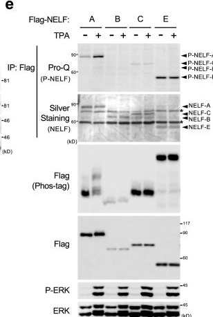 Fig.2.E showing Western Blotting in a Homo sapiens (Human) sample from the publication: ERK-mediated NELF-A phosphorylation promotes transcription elongation of immediate-early genes by releasing promoter-proximal pausing of RNA polymerase II.