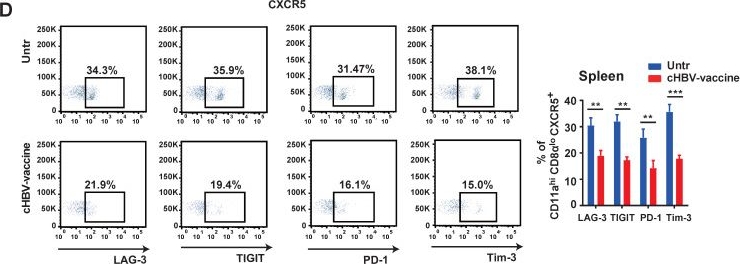 Fig.6.D showing Flow cytometry/Cell sorting from the publication: CpG-C ODN M362 as an immunoadjuvant for HBV therapeutic vaccine reverses the systemic tolerance against HBV.