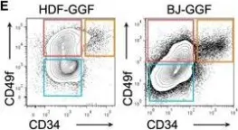 Fig.1.E showing Flow cytometry/Cell sorting in a Homo sapiens (Human) sample from the publication: Cooperative Transcription Factor Induction Mediates Hemogenic Reprogramming.