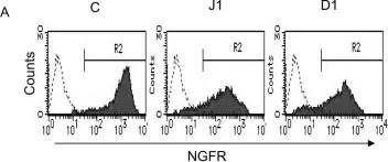 Fig.1.A showing Flow cytometry/Cell sorting from the publication: Jagged-1 Signaling in the Bone Marrow Microenvironment Promotes Endothelial Progenitor Cell Expansion and Commitment of CD133+ Human Cord Blood Cells for Postnatal Vasculogenesis.