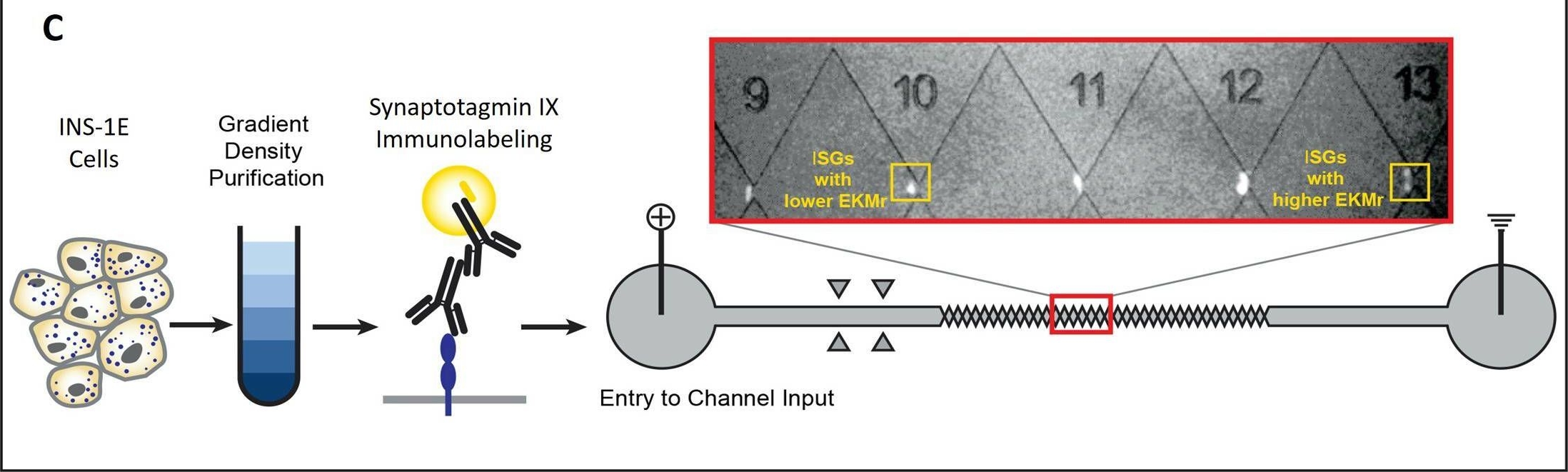 Fig.1.C from the publication: Insulator-based dielectrophoresis-assisted separation of insulin secretory vesicles.