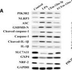 Cleaved Caspase-1 (Asp296) (E2G2I) Rabbit Monoclonal Antibody
