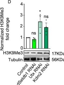 Fig.3.D showing Western Blotting in a Drosophila melanogaster (Fruit fly) sample from the publication: Age-dependent H3K9 trimethylation by dSetdb1 impairs mitochondrial UPR leading to degeneration of olfactory neurons and loss of olfactory function in Drosophila.