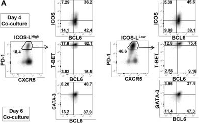 Fig.5.A showing Flow cytometry/Cell sorting from the publication: GM-CSF-activated human dendritic cells promote type 1 T follicular helper cell polarization in a CD40-dependent manner.