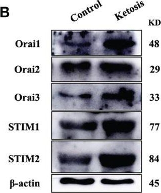 Fig.2.B showing Western Blotting from the publication: Intracellular Ca2+ Signaling and Calcium Release-Activated Calcium Modulator ORAI1 Are Associated With CD4+ T Lymphocytes in Dairy Cows.