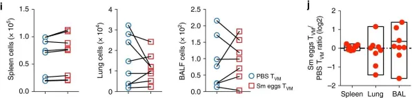 Fig.7.I showing Flow cytometry/Cell sorting in a Mus musculus (House mouse) sample from the publication: Helminth-induced IL-4 expands bystander memory CD8+ T cells for early control of viral infection.