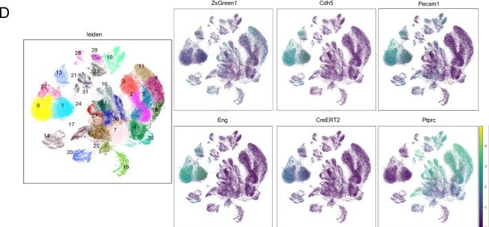 Fig.5.D from the publication: Single-cell lineage tracing identifies hemogenic endothelial cells in the adult mouse bone marrow.