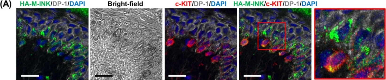 A Novel Method for Visualizing Melanosome and Melanin Distribution in Human Skin Tissues.