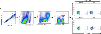 Fig.3.A showing Flow cytometry/Cell sorting from the publication: Expression of the Inhibitory Receptor TIGIT Is Up-Regulated Specifically on NK Cells With CD226 Activating Receptor From HIV-Infected Individuals.