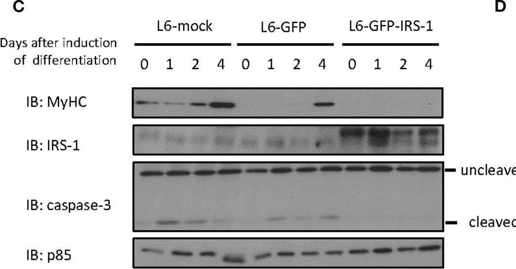 Fig.1.C showing Western Blotting from the publication: Myoblasts With Higher IRS-1 Levels Are Eliminated From the Normal Cell Layer During Differentiation.
