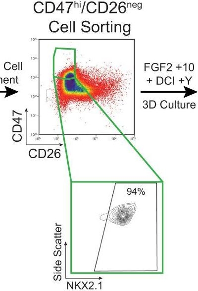 Fig.1.B showing Flow cytometry/Cell sorting in a Homo sapiens (Human) sample from the publication: A multimodal iPSC platform for cystic fibrosis drug testing.