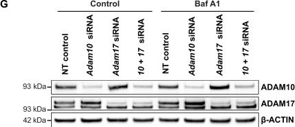 Fig.4.G showing Western Blotting in a Homo sapiens (Human) sample from the publication: GPNMB is a biomarker for lysosomal dysfunction and is secreted via LRRK2-modulated lysosomal exocytosis.