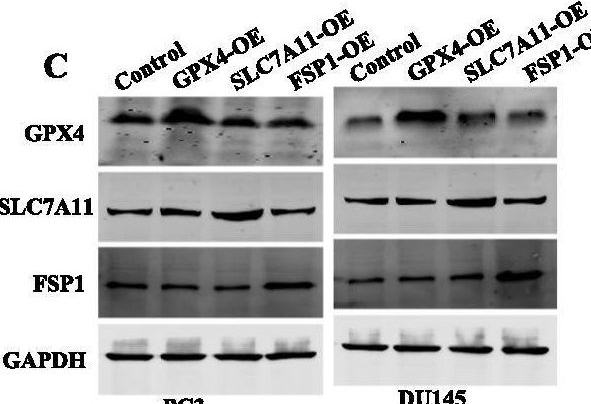 Fig.5.C showing Western Blotting in a Homo sapiens (Human) sample from the publication: Evodiamine induces ferroptosis in prostate cancer cells by inhibiting TRIM26-mediated stabilization of GPX4.