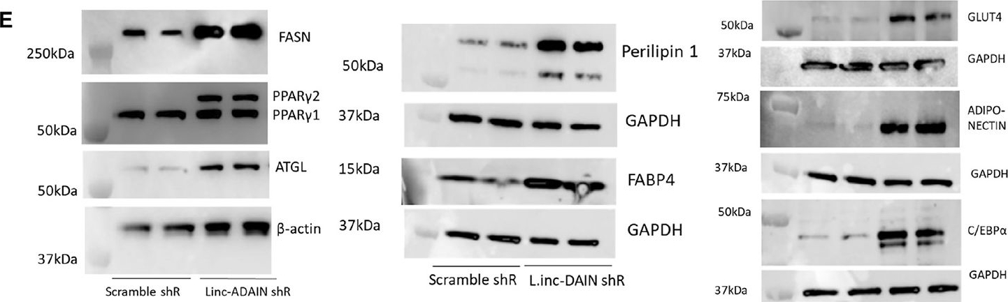 Fig.3.E showing Western Blotting from the publication: linc-ADAIN, a human adipose lincRNA, regulates adipogenesis by modulating KLF5 and IL-8 mRNA stability.