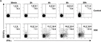 Fig.2.C showing Flow cytometry/Cell sorting from the publication: Gradual Increase of FcγRIIIa/CD16a Expression and Shift toward IFN-γ Secretion during Differentiation of CD56dim Natural Killer Cells.