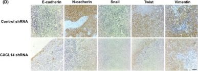 Bページ E-Cadherin (4A2) Mouse Monoclonal Antibody | Cell Signaling Technology