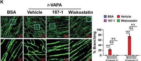 Fig.6.K showing Immunohistochemistry-immunofluorescence from the publication: Large Oncosome-Loaded VAPA Promotes Bone-Tropic Metastasis of Hepatocellular Carcinoma Via Formation of Osteoclastic Pre-Metastatic Niche.