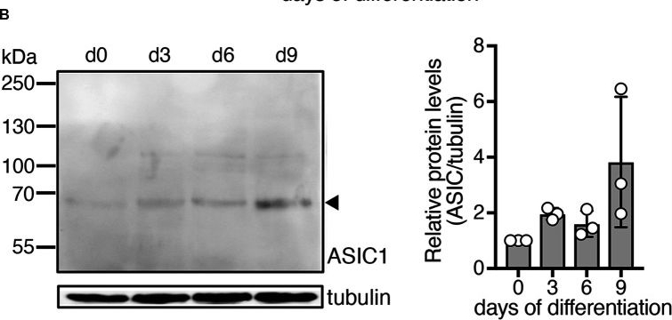 Fig.1.B showing Western Blotting in a Homo sapiens (Human) sample from the publication: Large Acid-Evoked Currents, Mediated by ASIC1a, Accompany Differentiation in Human Dopaminergic Neurons.