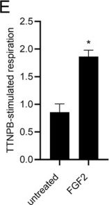 Fig.2.E showing Enzyme-linked immunosorbent assay from the publication: Preadipocyte Uncoupling Protein 1 Expression Invoked by Fibroblast Growth Factors Imprints on Post-Differentiation White and Brown Adipocyte Phenotype.