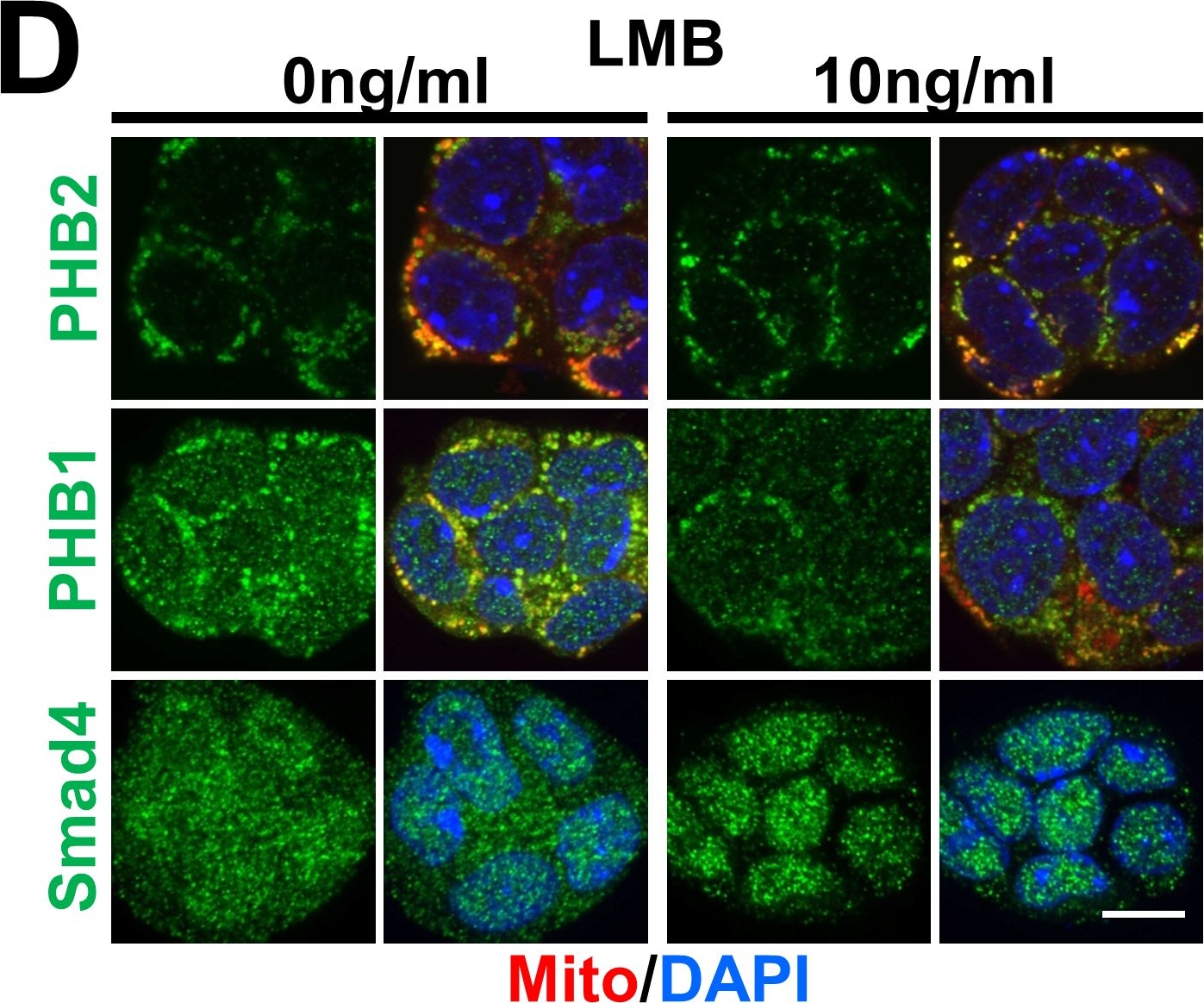 Fig.6.D showing Immunocytochemistry-immunofluorescence from the publication: Prohibitin 2 regulates the proliferation and lineage-specific differentiation of mouse embryonic stem cells in mitochondria.