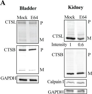 Fig.6.A showing Western Blotting from the publication: Host cysteine proteases promote the severity of catheter-associated urinary tract infection and kidney fibrosis.