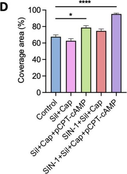 Fig.3.D from the publication: Combined Pharmacological Conditioning of Endothelial Cells for Improved Vascular Graft Endothelialization.