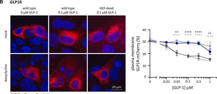 Fig.4.B showing Immunocytochemistry-immunofluorescence from the publication: P-Rex1 limits the agonist-induced internalization of GPCRs independently of its Rac-GEF activity.