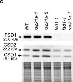 Fig.3.C showing Western Blotting from the publication: RACK1A interacts and colocalizes with FSD1 in stress granules to regulate salt stress response in Arabidopsis.