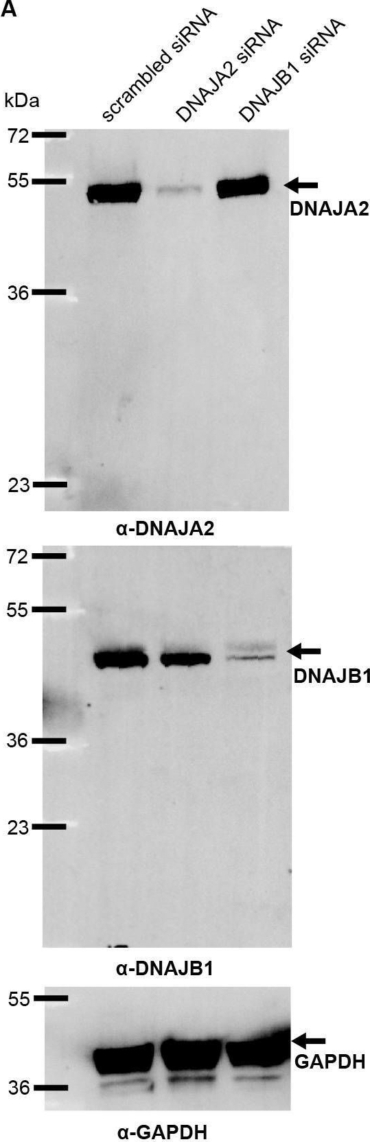 Fig.3.A showing Western Blotting in a Homo sapiens (Human) sample from the publication: Evolution of an intricate J-protein network driving protein disaggregation in eukaryotes.