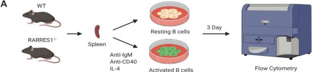 Fig.3.A from the publication: Loss of RARRES1 function Promotes Follicular Lymphomagenesis and Inhibits B cell Differentiation in Mice.