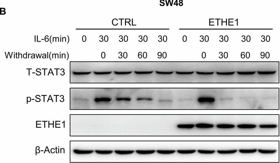 Fig.6.B showing Western Blotting from the publication: ETHE1 dampens colorectal cancer angiogenesis by promoting TC45 Dephosphorylation of STAT3 to inhibit VEGF-A expression.