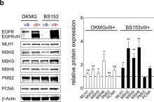 Fig.4.B showing Western Blotting from the publication: EGFRvIII upregulates DNA mismatch repair resulting in increased temozolomide sensitivity of MGMT promoter methylated glioblastoma.