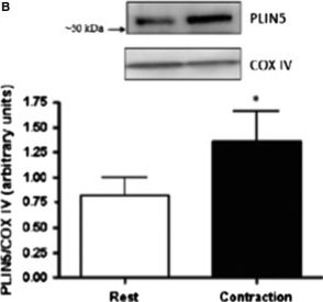 Higher PLIN5 but not PLIN3 content in isolated skeletal muscle mitochondria following acute in vivo contraction in rat hindlimb.