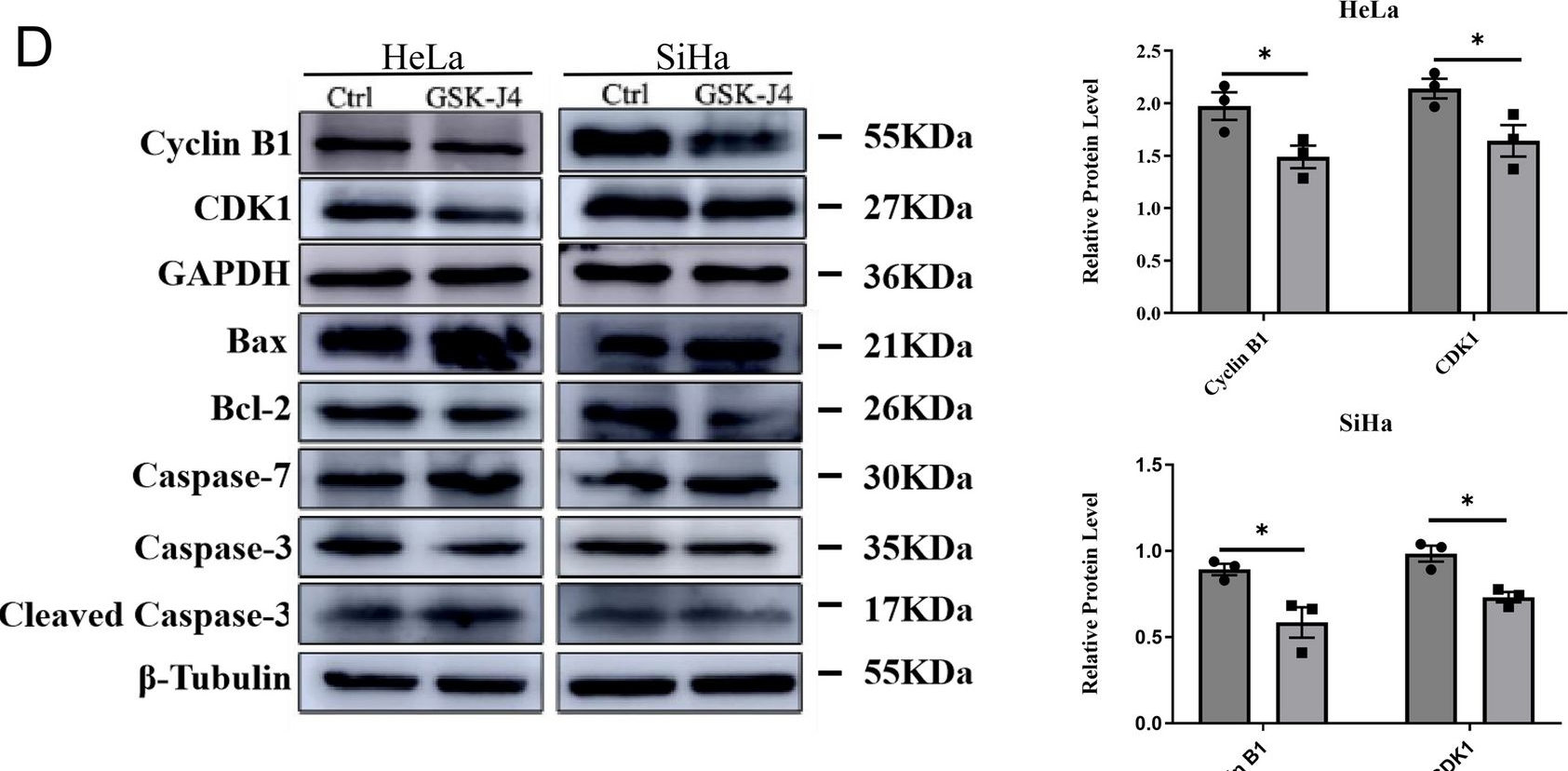 Fig.4.D showing Western Blotting from the publication: Targeting histone demethylases JMJD3 and UTX: selenium as a potential therapeutic agent for cervical cancer.