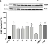 Fig.3.D showing Western Blotting in a Homo sapiens (Human) sample from the publication: Modulation of Keap1/Nrf2/ARE Signaling Pathway by Curcuma- and Garlic-Derived Hybrids.