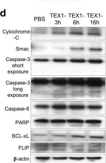 Fig.7.D showing Western Blotting in a Homo sapiens (Human) sample from the publication: Small EV in plasma of triple negative breast cancer patients induce intrinsic apoptosis in activated T cells.