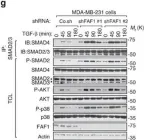 Fig.1.G showing Western Blotting from the publication: FAF1 phosphorylation by AKT accumulates TGF-β type II receptor and drives breast cancer metastasis.