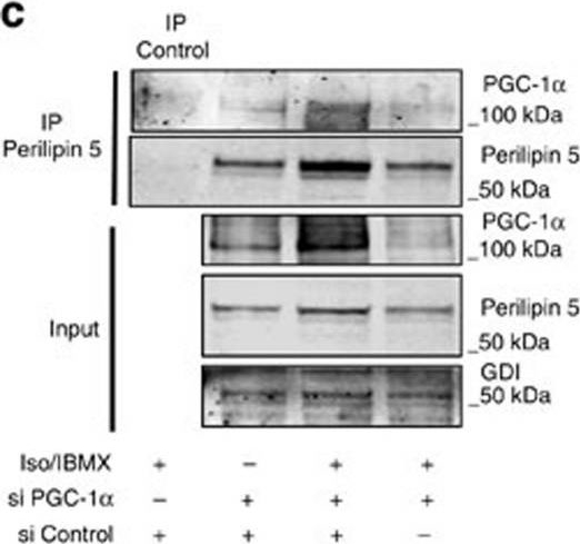 Nuclear Perilipin 5 integrates lipid droplet lipolysis with PGC-1α/SIRT1-dependent transcriptional regulation of mitochondrial function.