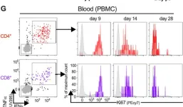 Fig.5.G showing Flow cytometry/Cell sorting from the publication: Mucosal prime-boost immunization with live murine pneumonia virus-vectored SARS-CoV-2 vaccine is protective in macaques.