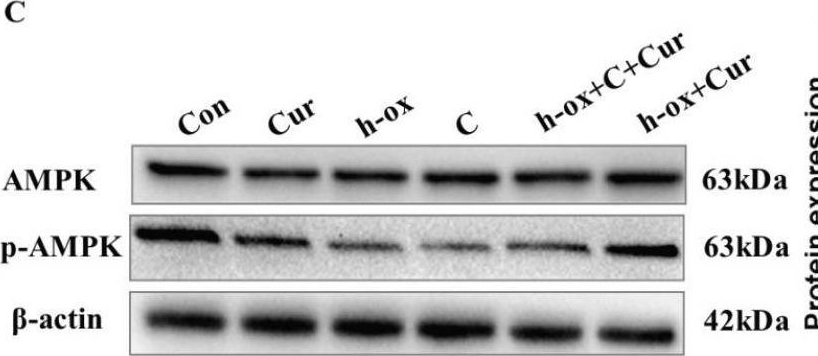 Fig.6.C showing Western Blotting in a Homo sapiens (Human) sample from the publication: Curcumin protects human umbilical vein endothelial cells against high oxidized low density lipoprotein-induced lipotoxicity and modulates autophagy.