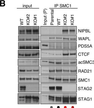 Fig.7.B showing Western Blotting from the publication: STAG2 loss in Ewing sarcoma alters enhancer-promoter contacts dependent and independent of EWS::FLI1.