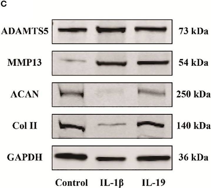 Fig.5.C showing Western Blotting from the publication: IL-19 suppresses Hippo signaling via modulating YAP1 phosphorylation in osteoarthritis.
